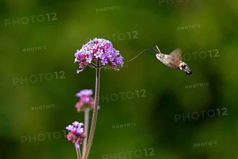 Butterfly, pigeon tail (Macroglossum stellatarum), also known as hummingbird butterfly or hummingbird hawk moth, Purpletop vervain (Verbena bonariensis), Burgstemmen, Nordstemmen, Lower Saxony, Germany