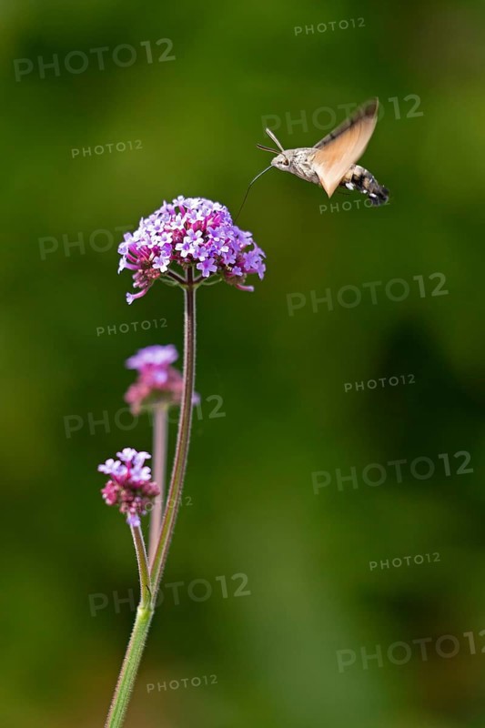 Butterfly, pigeon tail (Macroglossum stellatarum), also known as hummingbird butterfly or hummingbird hawk moth, Purpletop vervain (Verbena bonariensis), Burgstemmen, Nordstemmen, Lower Saxony, Germany