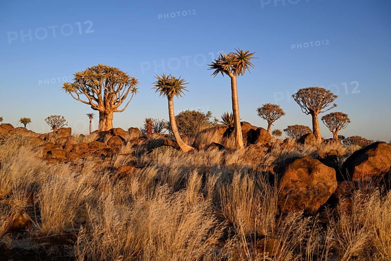 Quiver trees (Aloe dichotoma), quiver tree forest near Keetmanshoop, Karas Region, Namibia