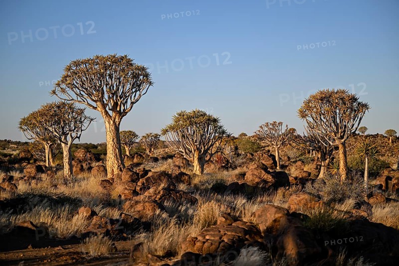 Quiver trees (Aloe dichotoma), quiver tree forest near Keetmanshoop, Karas Region, Namibia