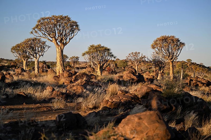 Quiver trees (Aloe dichotoma), quiver tree forest near Keetmanshoop, Karas Region, Namibia