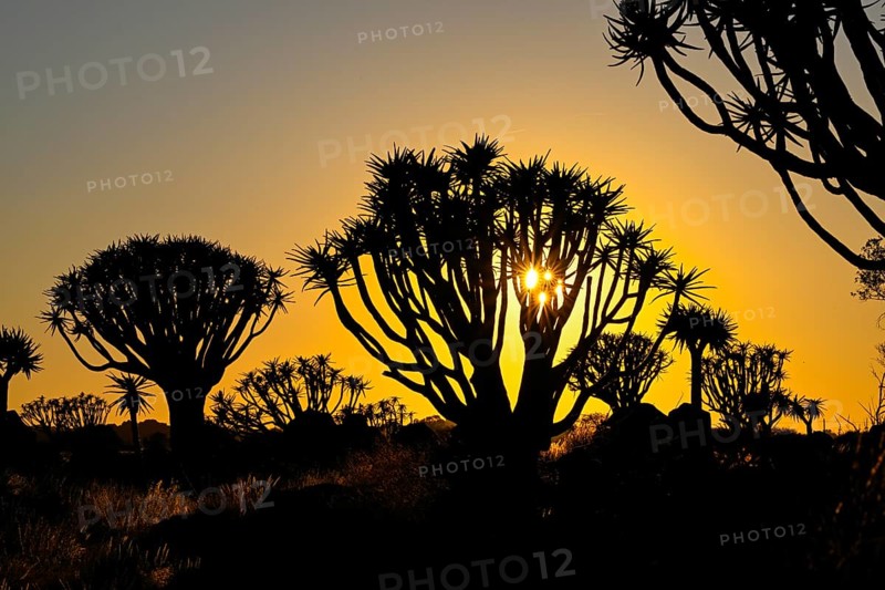 Quiver trees (Aloe dichotoma) in first daylight, quiver tree forest near Keetmanshoop, Karas Region, Namibia