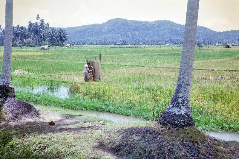 Rice cultivation paddy fields rural farming agriculture countryside area, Penang, Penang Island, Malaya, Malaysia 1965