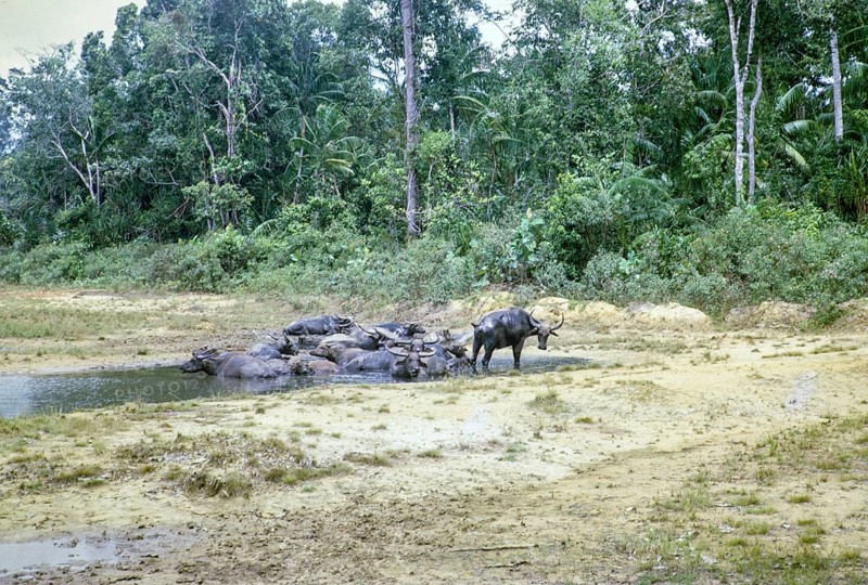 Water buffalo in pool Endau Rompin National Park, Pahang, Malaya, Malaysia, south east Asia 1964