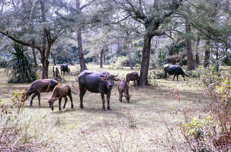Water buffalo grazing behind beach East coast, Rompin, Pahang, Malaya, Malaysia, south east Asia 1964
