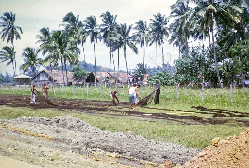 Men laying out fishing nets in field outside village, Mersing, Johor, Malaya, Malaysia, south east Asia 1964