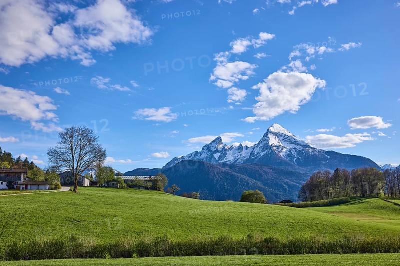Mountain Watzmann, landscape photography, mountain landscape, mountains, meadow, coniferous forest, trees, blue sky, cumulus clouds, Bischofswiesen, district Berchtesgadener Land, Bavaria, Germany