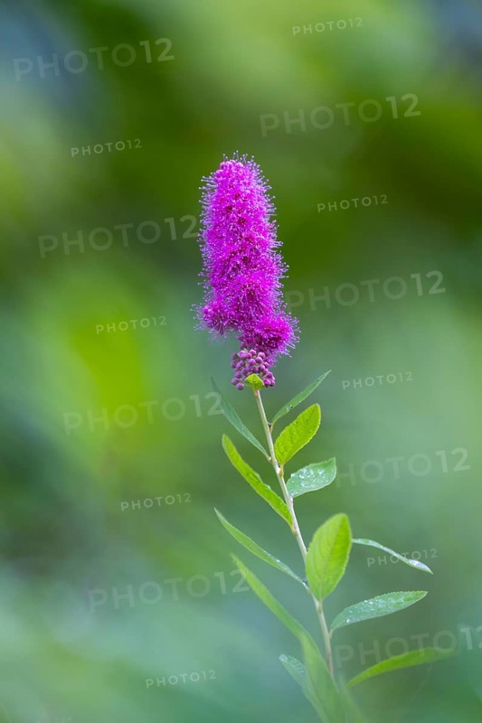 Willow-leaved spirea shrub (Spira salicifolia), rose family (Rosaceae), Moosbachtal, Dahn, Dahner Felsenland, Pfläzerwald, Rhineland-Palatinate, Germany