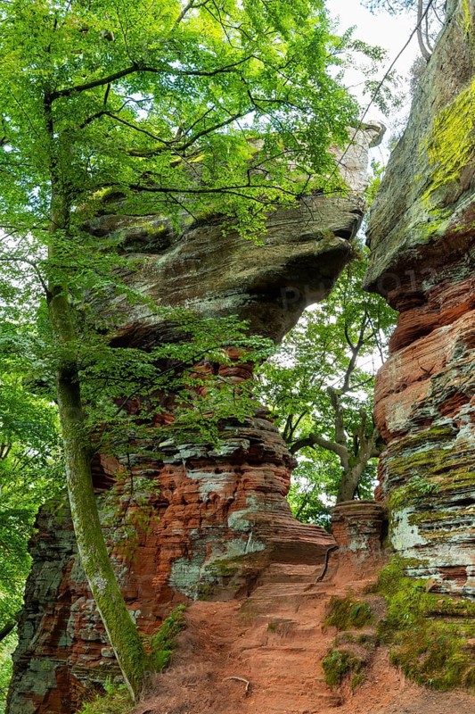 Old castle rock, sandstone rock, beech (Fagus), beech family (Fagaceae), Eppenbrunn, Pfläzerwald, Rhineland-Palatinate, Germany
