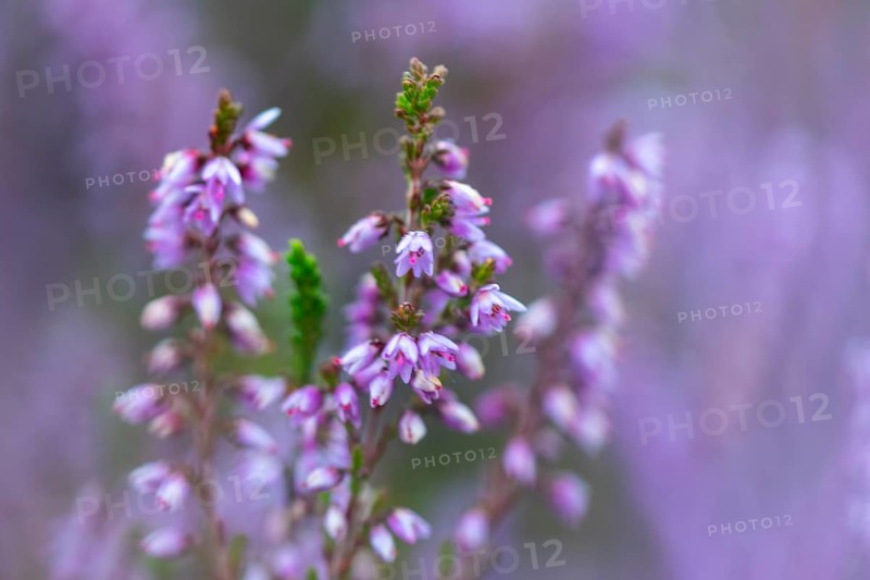 Heather (Erica vulgaris) Heather family (Ericaceae), Mehlinger Heide, Pfläzerwald, Rhineland-Palatinate, Germany