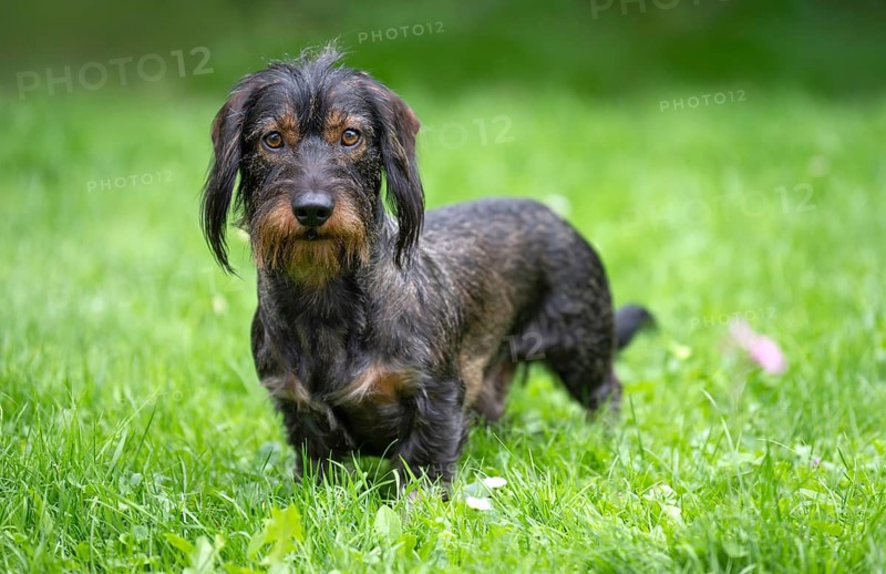 Rough-haired dachshund (Canis lupus familiaris) male, 4 years old, alert, on a meadow, Stuttgart, Baden-Württemberg, Germany