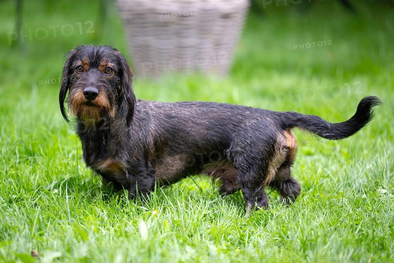 Rough-haired dachshund (Canis lupus familiaris) male, 4 years, attentive, in a meadow, in garden, Stuttgart, Baden-Württemberg, Germany