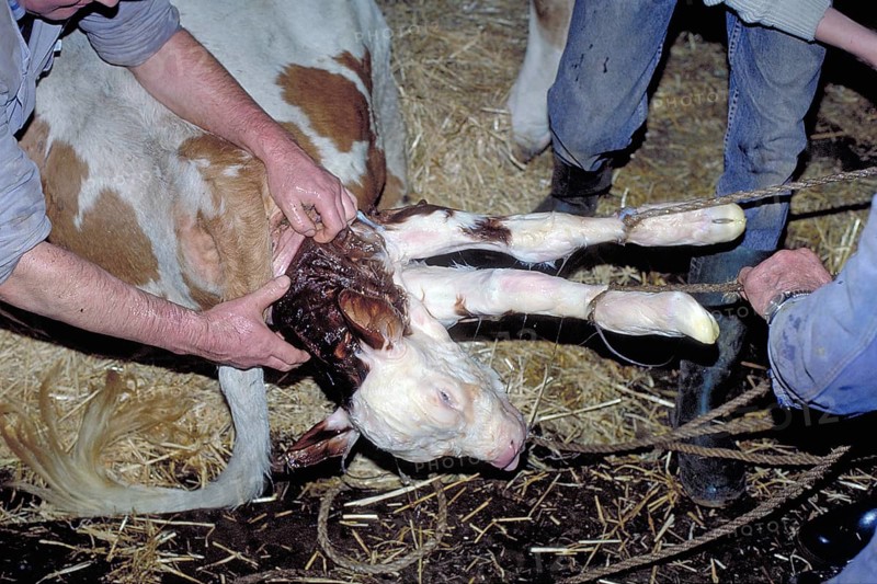 Cow birth with the help of a rope in a cowshed, Franconia, Bavaria, Germany