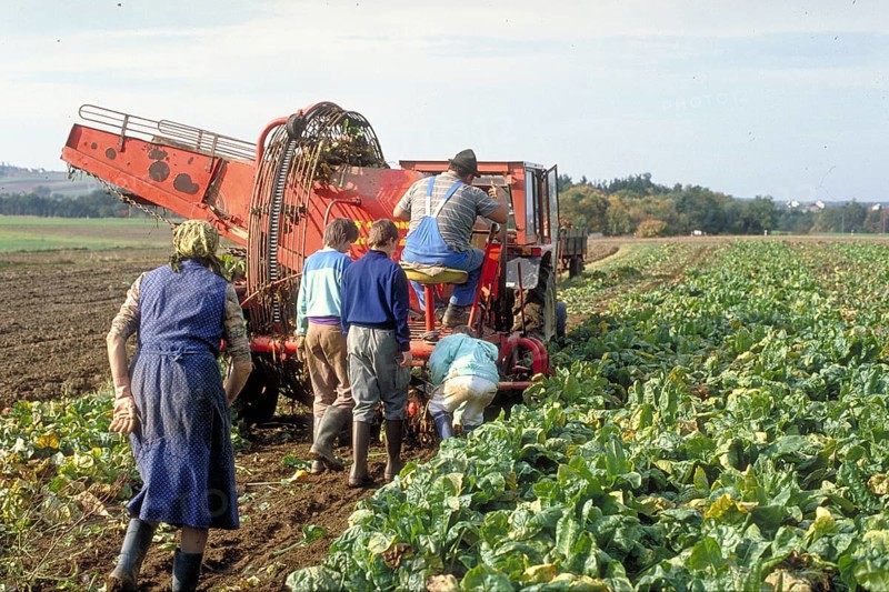 Beet harvest of a small farmer in the 1980s, Franconia Bavaria, Germany