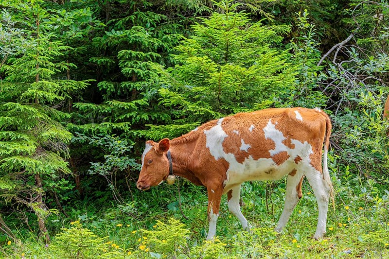 Holstein-Friesian cattle grazing on a mountain pasture in steep terrain. Eng Valley, Austria