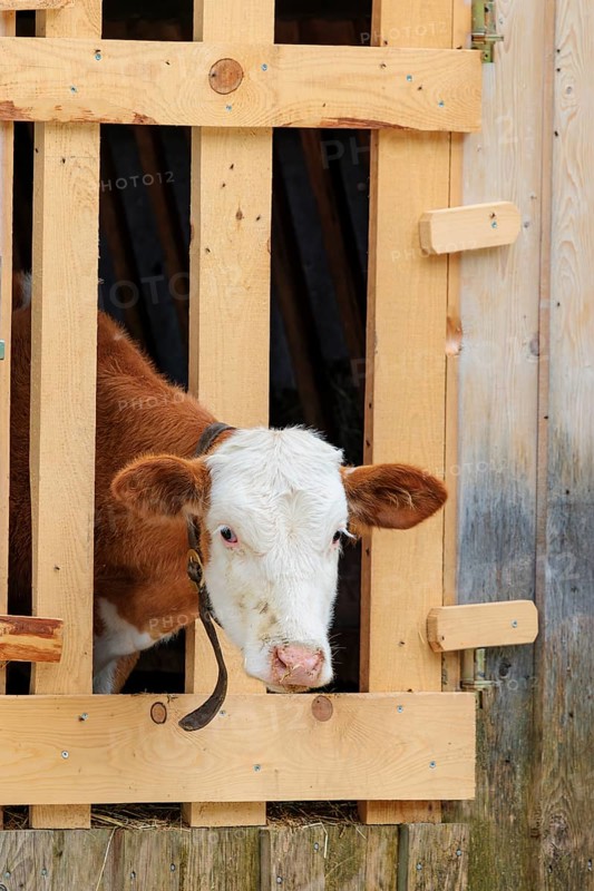 A Holstein-Friesian calf sticks its head through a wooden fence in the barn wall and looks out. Eng valley, Austria