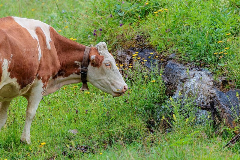 A Holstein-Friesian cow stands on a green mountain pasture in the Eng valley, Austria, drinking from a spring
