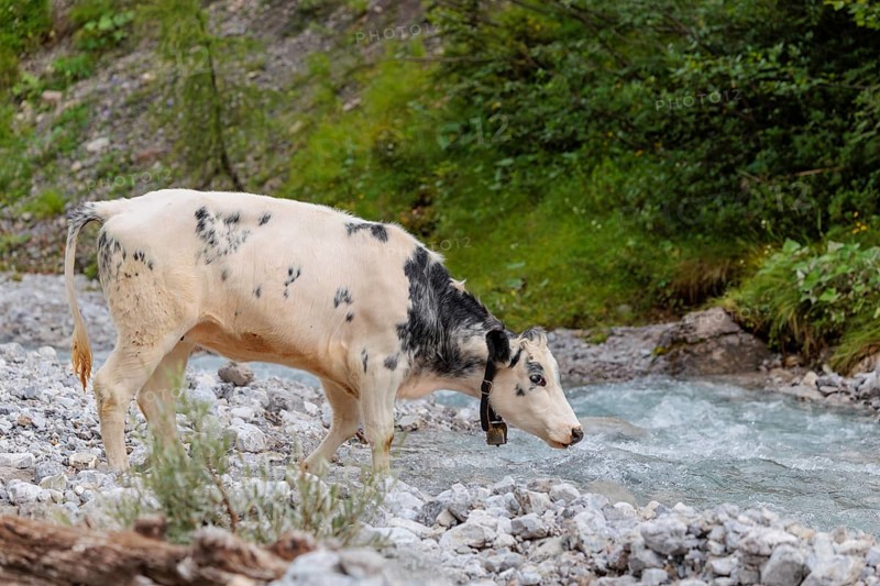 A cow crosses a creek on an alpine pasture. Eng valley, Austria
