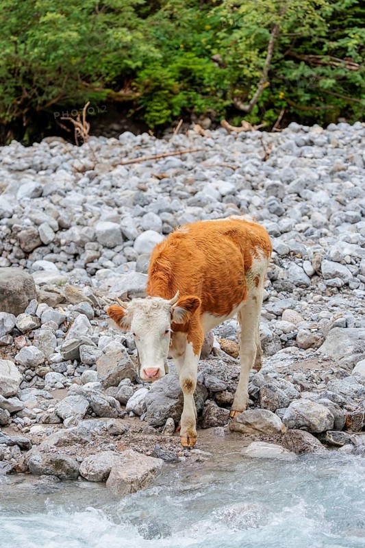 Holstein Friesian cattle crossing a creek on an alpine pasture. Eng valley, Austria