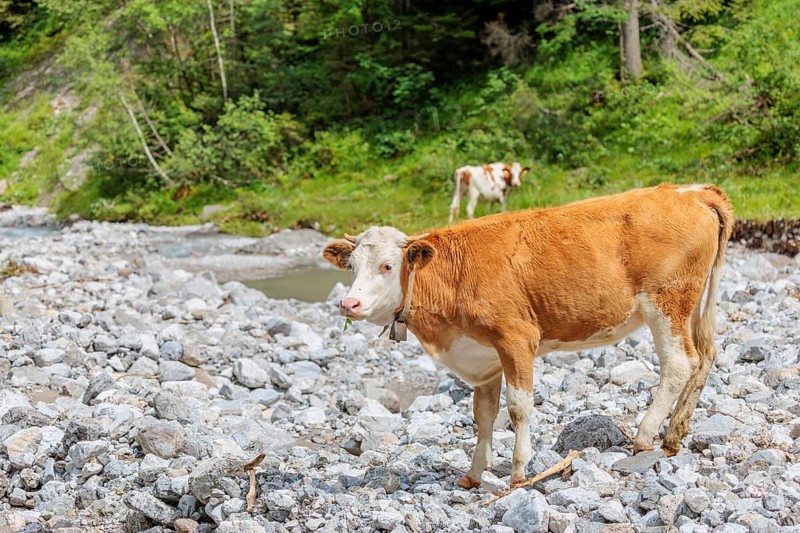 Holstein Friesian cattle crossing a creek on an alpine pasture. Eng valley, Austria
