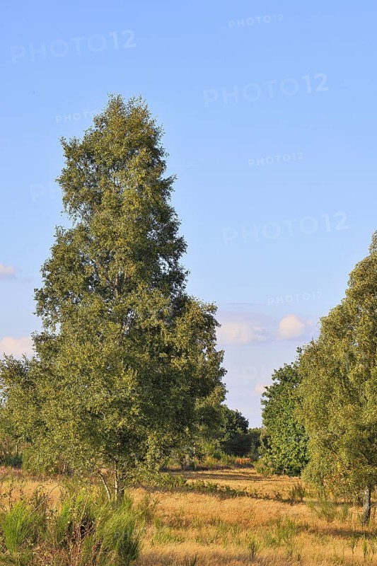 Heath landscape with heather (Calluna vulgaris) and birch trees and blue sky, Trupacher Heide nature reserve, Siegen, North Rhine-Westphalia, Germany