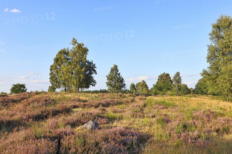 Heath landscape with heather (Calluna vulgaris) and birch trees and blue sky, Trupacher Heide nature reserve, Siegen, North Rhine-Westphalia, Germany