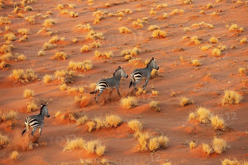 Hartmann's Mountain Zebra (Equus zebra hartmannae). At a sandy plain in the Namib Desert. Aerial view from a helicopter. Namib-Naukluft Park, Namibia
