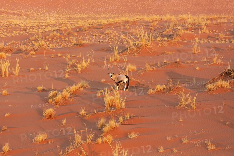 Gemsbok (Oryx gazella). At a sandy plain in the Namib Desert. Aerial view from a helicopter. Namib-Naukluft Park, Namibia