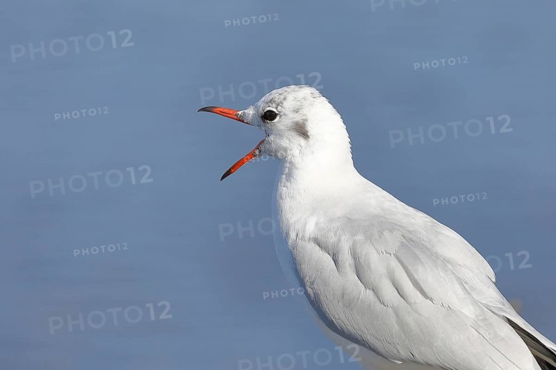 Black-headed gull (Chroicocephalus ridibundus), stands calling on a wall on the lakeshore, Chiemsee, Prien, Bavaria, Germany
