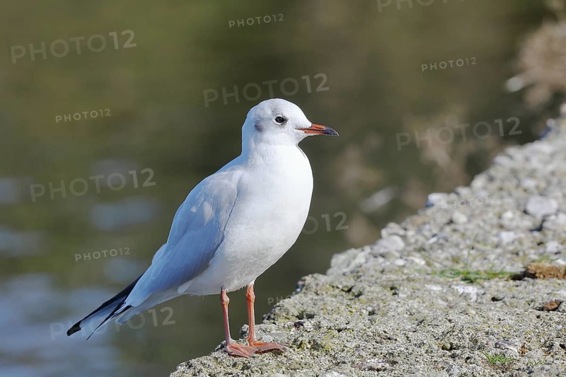 Black-headed gull (Chroicocephalus ridibundus), standing on a wall on the lakeshore, Lake Chiemsee, Prien, Bavaria, Germany