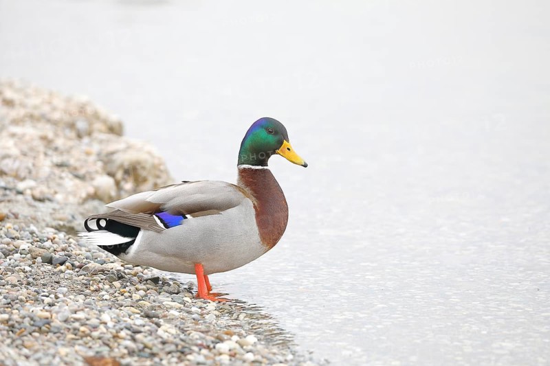 Mallard (Anas platyrhynchos), male, drake, standing on the lakeshore, Chiemsee, Prien, Bavaria, Germany