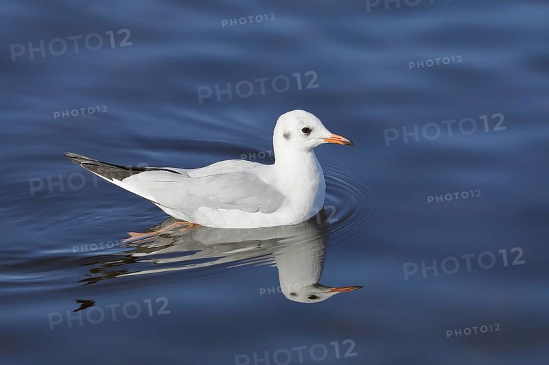Black-headed gull (Chroicocephalus ridibundus), swimming on the lake, with reflection, Chiemsee, Prien, Bavaria, Germany