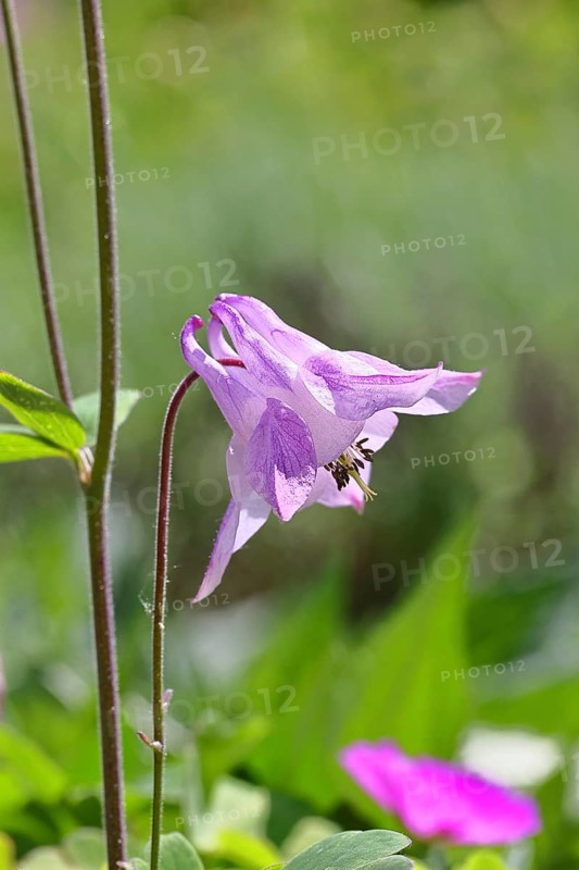Columbine (Aquilegia vulgaris), pink flower at the edge of a forest, in spring, Wilnsdorf, North Rhine-Westphalia, Germany