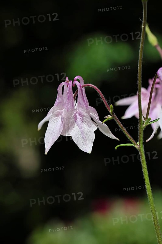 Columbine (Aquilegia vulgaris), white flower at the edge of a forest, in spring, Wilnsdorf, North Rhine-Westphalia, Germany