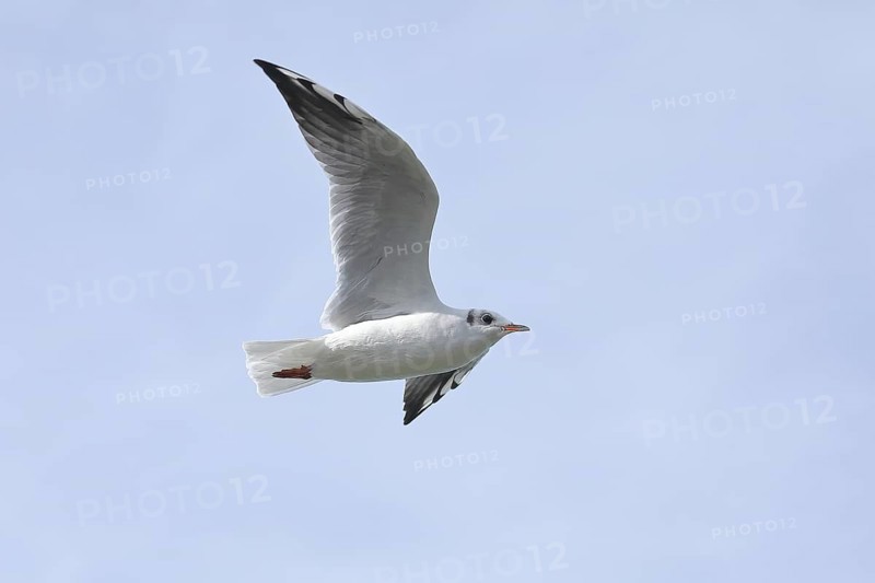 Black-headed Black-headed Gull (Chroicocephalus ridibundus), in flight, Lake Chiemsee, Prien, Bavaria, Germany