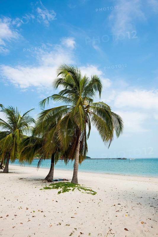 White sandy beach and coconut palms, Pearl Beach, Koh Mook, Trang Province, Southern Thailand, Andaman Sea, Thailand