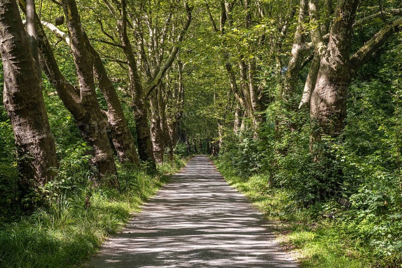 Eine Platanenallee im Hochsommer bei Konstanz, Bodensee, Landkreis Konstanz, Baden-Württemberg, Deutschland