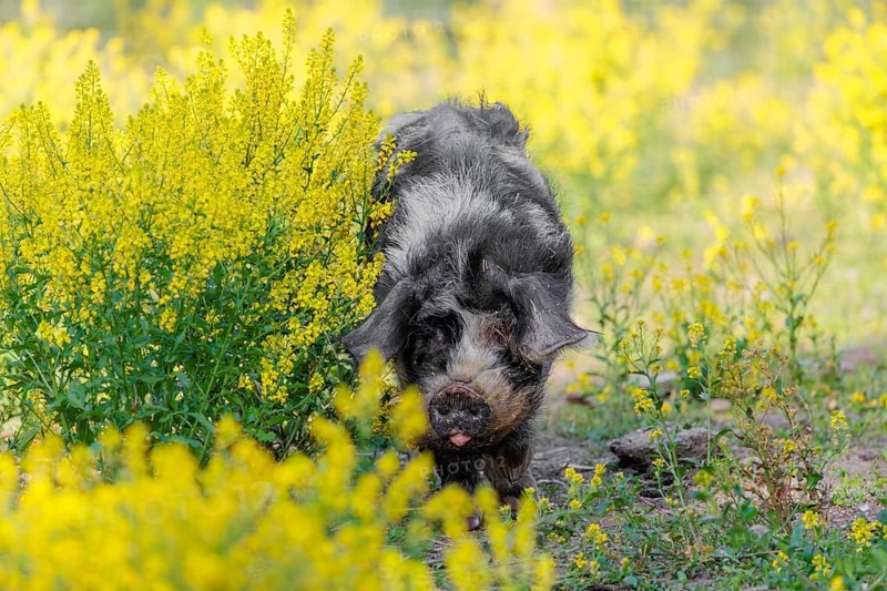A Kunekune pig (sus scrofa domesticus), a domestic breed from New Zealand walks walks through a yellow flowering meadow. Captive, Austria