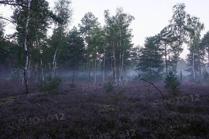 Heath landscape with morning fog, August, Germany