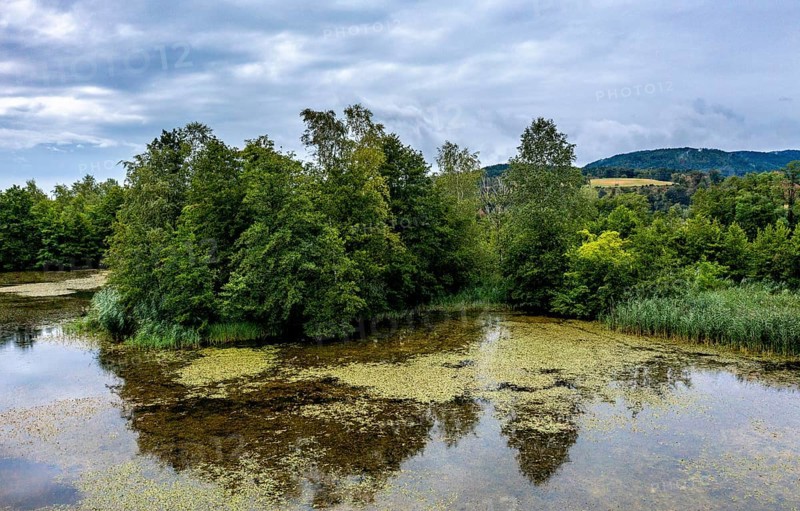 Brenndorf bird sanctuary, Drau riverbank, river, Carinthia, Austria