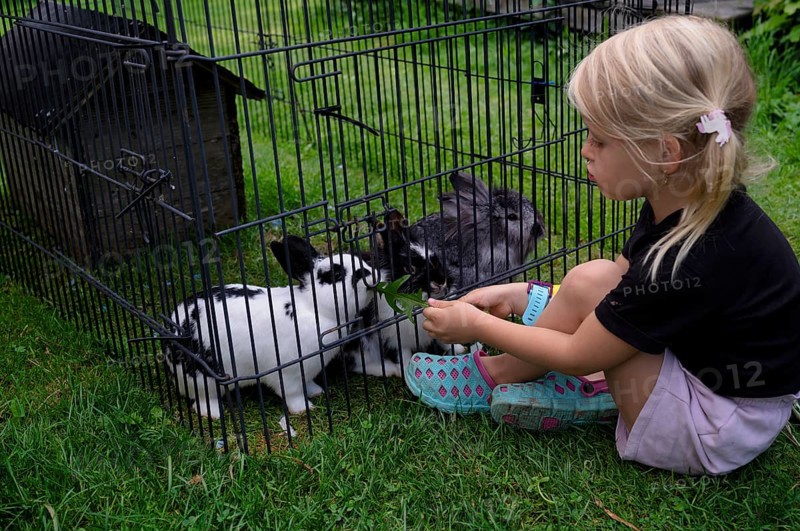 Girl, 4 years, blonde, feeds three rabbits with dandelion, rabbit hutch, animal love, Seeg, Ostallgäu, Allgäu, Swabia, Bavaria, Germany