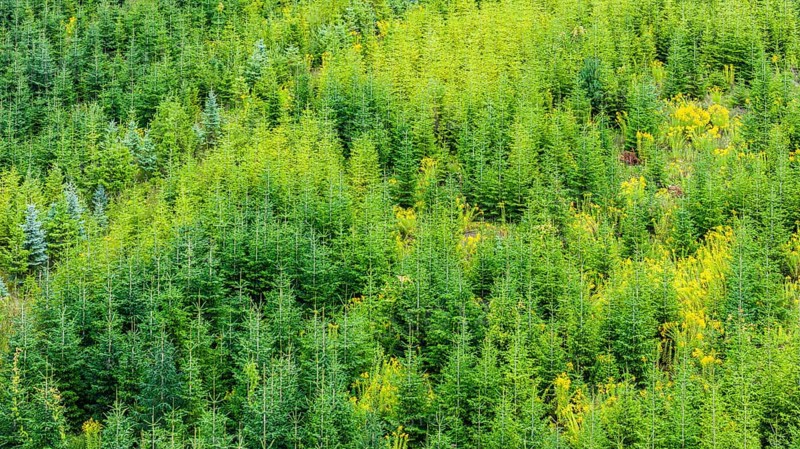 Christmas tree plantation in summer. Christmas trees grow in a coniferous forest for the coming season. Drone photo. Östringen, Baden-Württemberg, Germany