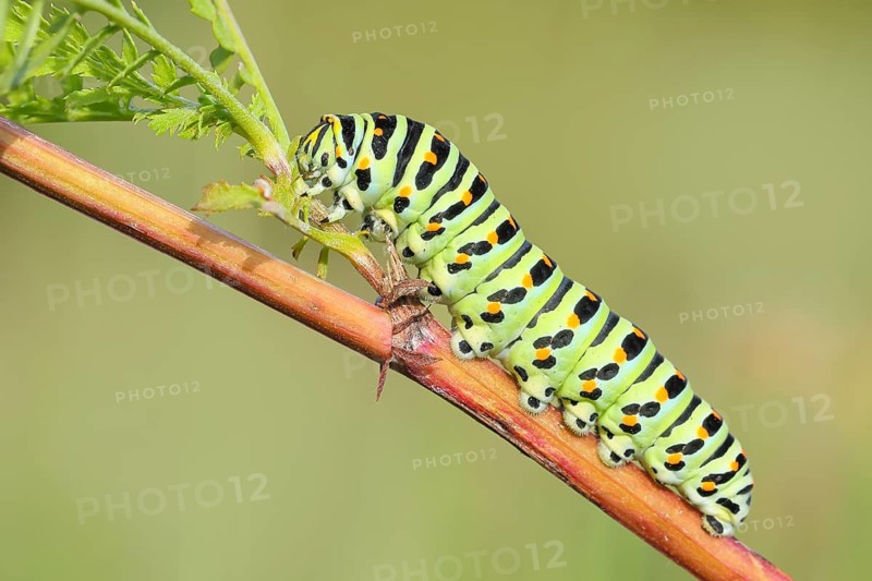 Swallowtail caterpillar (Papilio machaon), caterpillar sitting on Wild carrot (Daucus carota), Trupbacher Heide nature reserve with heathland and nutrient-poor grassland, Siegerland, North Rhine-Westphalia, Germany