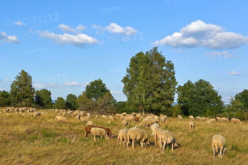 Landscape conservation with sheep and goats in the Truppacher Heide, Trupbacher Heide nature reserve with heathland and rough grassland, Siegerland, North Rhine-Westphalia, Germany