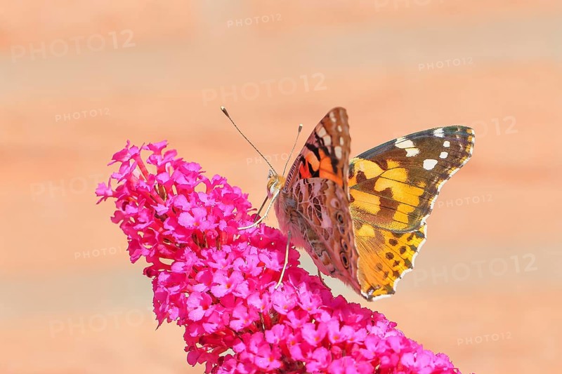 Thistle butterfly (Vanessa cardui) sucking nectar on butterfly bush (Buddleja davidii), butterfly bush, in a natural environment in the wild, wildlife, insects, butterflies, butterflies, Siegerland, North Rhine-Westphalia, Germany