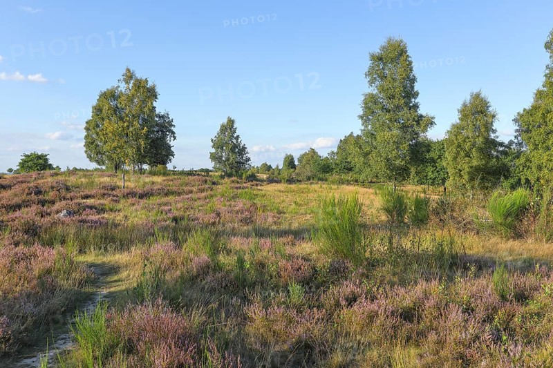 Hiking trails in the Truppacher Heide, Trupbacher Heide nature reserve with heaths and rough grassland, Siegerland, North Rhine-Westphalia, Germany