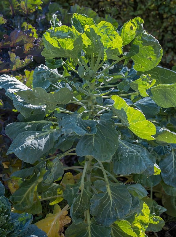 Brussels sprouts, Brussels sprout plant (Brassica oleracea var. gemmifera), Münsterland, North Rhine-Westphalia, Germany