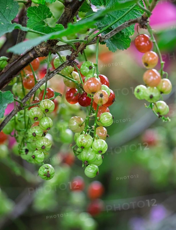 Currant bush (Ribes rubrum) with unripe and ripe berries, Münsterland, North Rhine-Westphalia, Germany