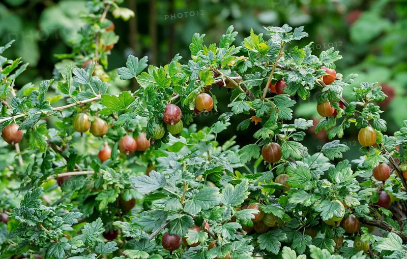 Gooseberry bush with fruit, gooseberry (Ribes uva-crispa), Münsterland, North Rhine-Westphalia, Germany