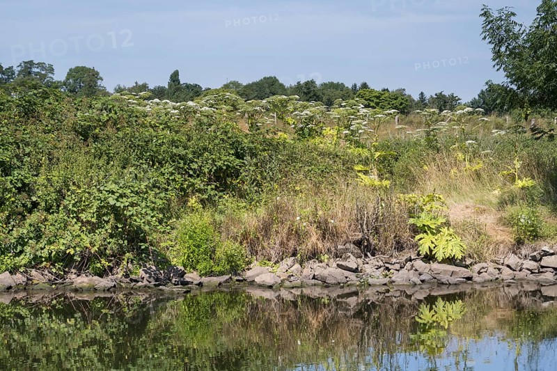 Nature on the banks of the Ruhr, giant hogweed (Heracleum mantegazzianum), Mülheim an der Ruhr, Rur region, North Rhine-Westphalia, Germany